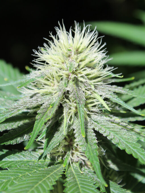 Gratisfaction marijuana strain