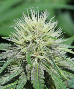 Gratisfaction cannabis plant
