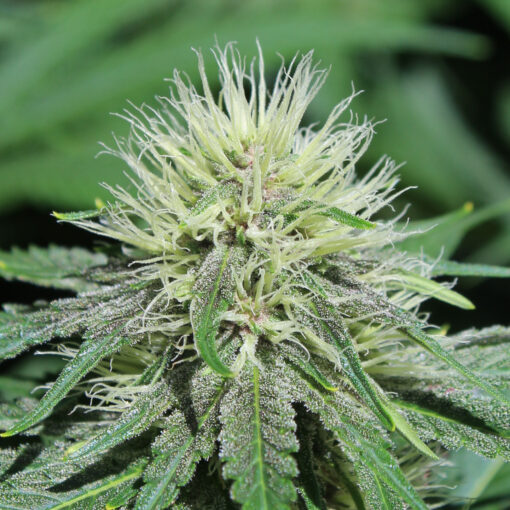 Gratisfaction cannabis plant