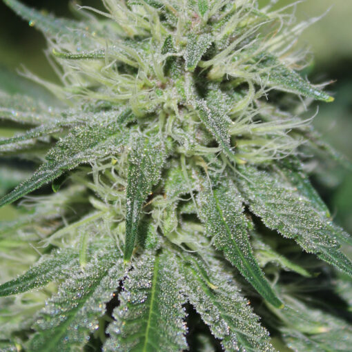 Gratisfaction mmj seeds