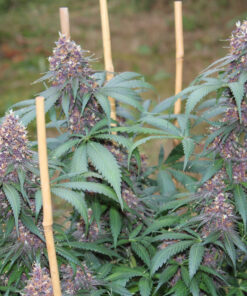 Gratisfaction cannabis seeds