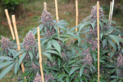 Gratisfaction cannabis seeds