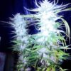 Mikado IBL x Sweet Tooth #3 (f-2) 13 regular photoperiod non feminized reg. seeds