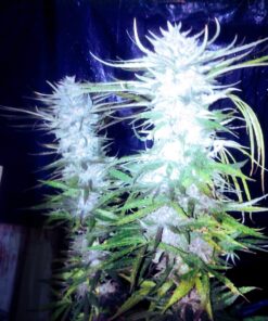 Mikado IBL x Sweet Tooth #3 (f-2) 13 regular photoperiod non feminized reg. seeds