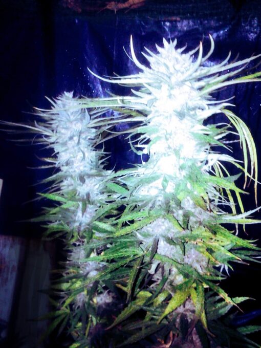 Mikado IBL x Sweet Tooth #3 (f-2) 13 regular photoperiod non feminized reg. seeds