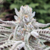 Paradisiac cannabis strain