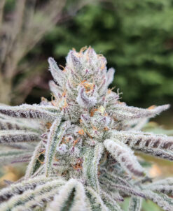 Paradisiac cannabis seeds