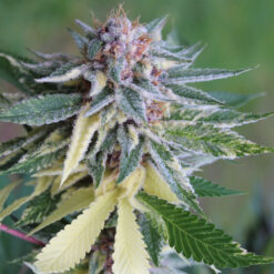 Variegated cannabis buds