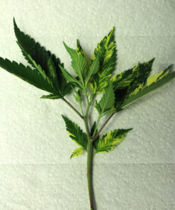 Variegated cannabis cuttings