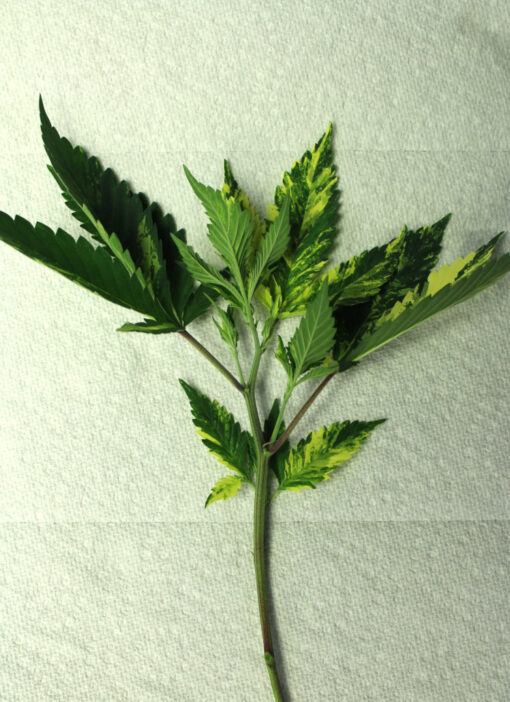 Variegated cannabis cuttings