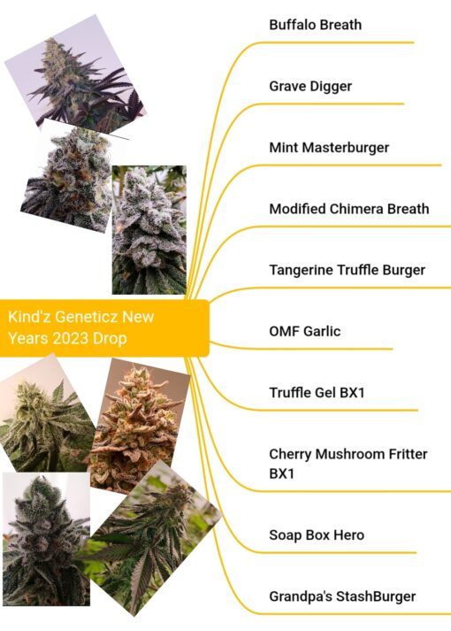 Soap Box Hero (12)Photoperiod Regular Seeds