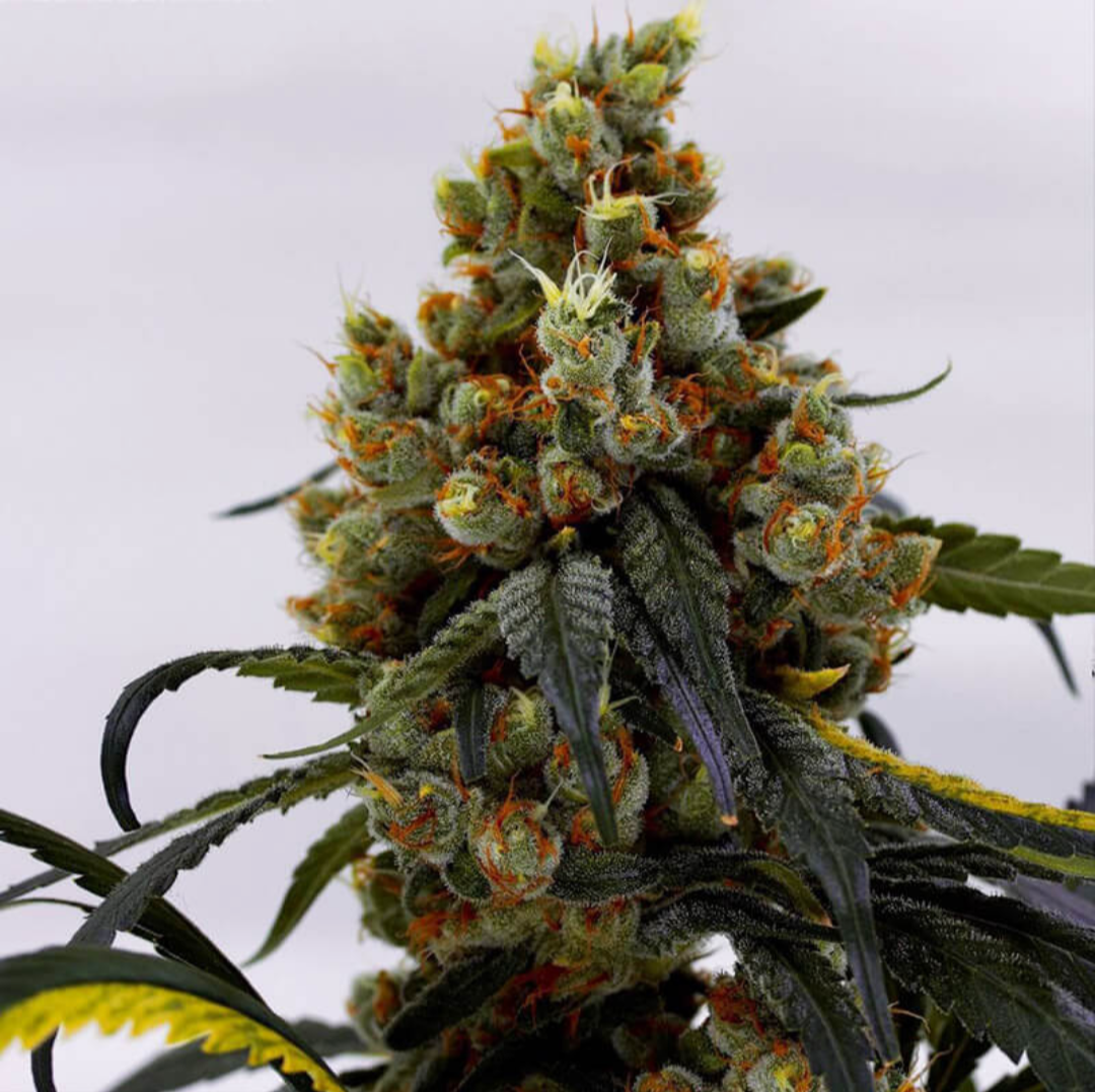 Strawberry Guava Bloom Seed Co. Seed Canary