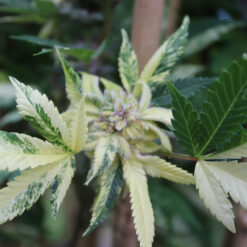 MMJ variegated folaige