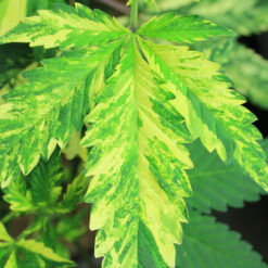 Variegated cannabis foliage