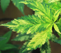 Variegated cannabis strain