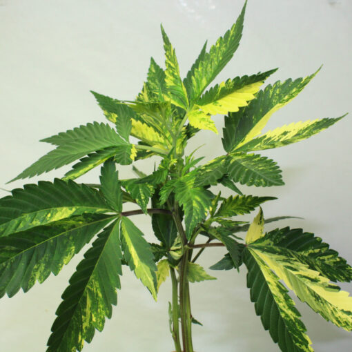 Pink Lemonade variegated cannabis