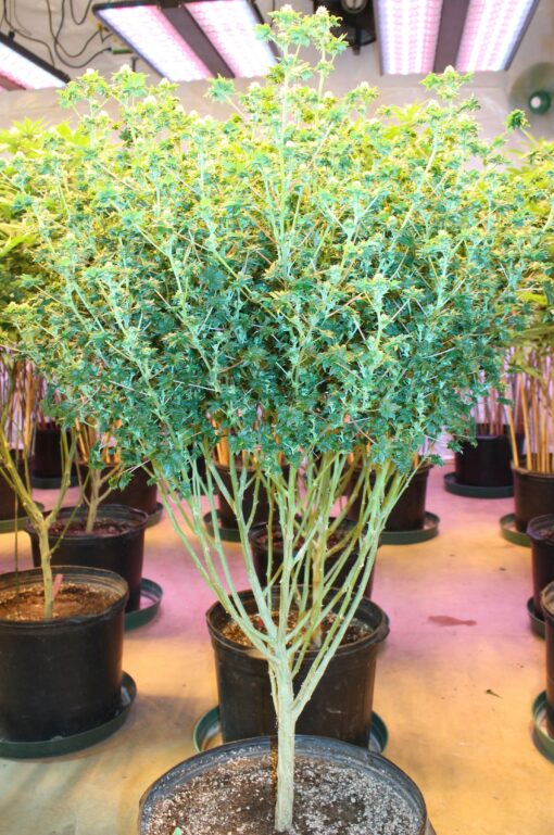 ABC cannabis plant