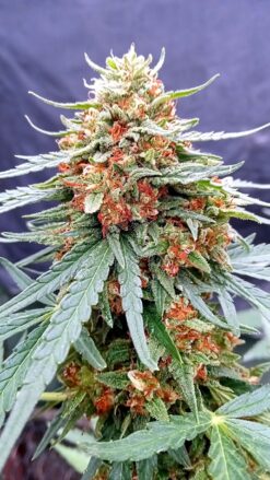 VEMNESIA' →Venom Og {S.D.cut} Clone x Original Amnesia x Mexican red hair sativa (bag seed) f-5