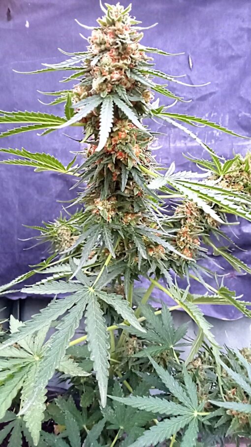 VEMNESIA' →Venom Og {S.D.cut} Clone x Original Amnesia x Mexican red hair sativa (bag seed) f-5 - Image 3