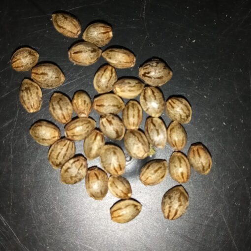 VEMNESIA' →Venom Og {S.D.cut} Clone x Original Amnesia x Mexican red hair sativa (bag seed) f-5 - Image 2