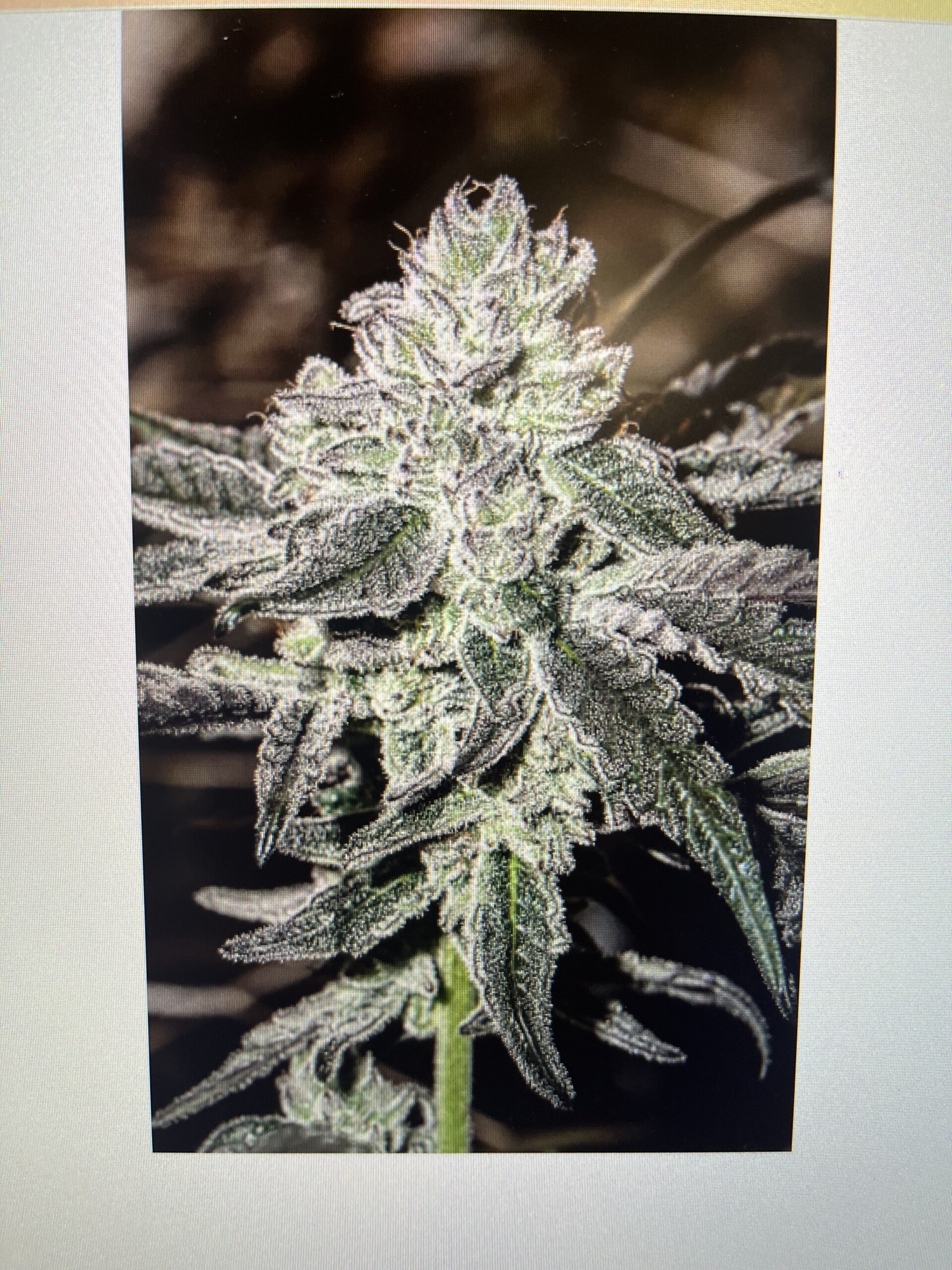 Vfwcherry Canary Strain 27 - tppih9c