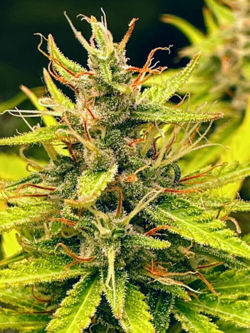 Purple Haze Royale - Image 12