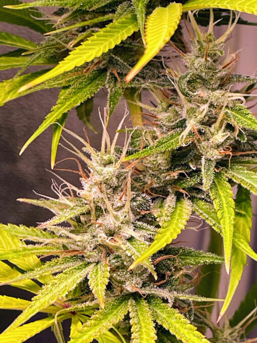 Purple Haze Royale - Image 11