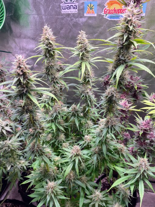 Purple Haze Royale - Image 6