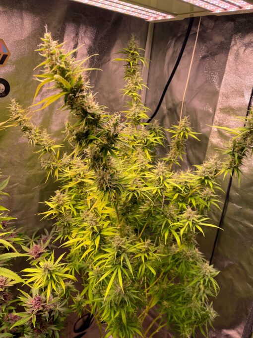 Purple Haze Royale - Image 5