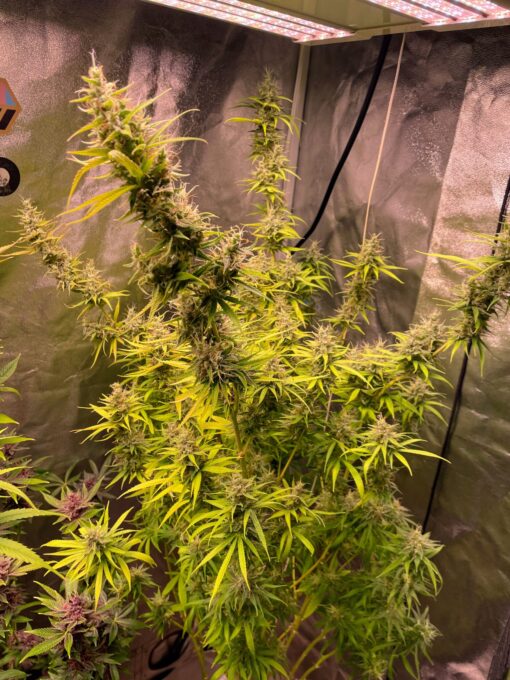 Purple Haze Royale - Image 5