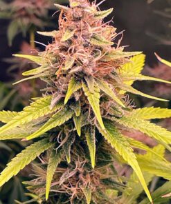 Purple Haze Royale