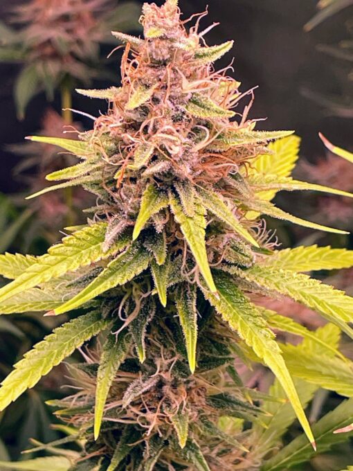 Purple Haze Royale