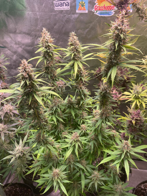 Purple Haze Royale - Image 3