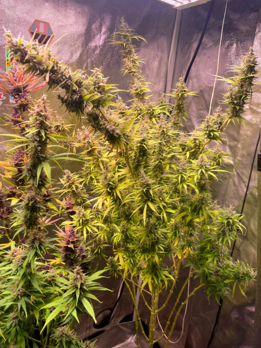 Purple Haze Royale - Image 10