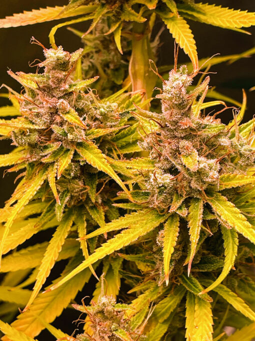 Purple Haze Royale - Image 9