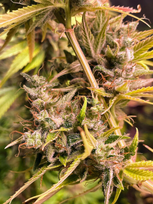 Purple Haze Royale - Image 8
