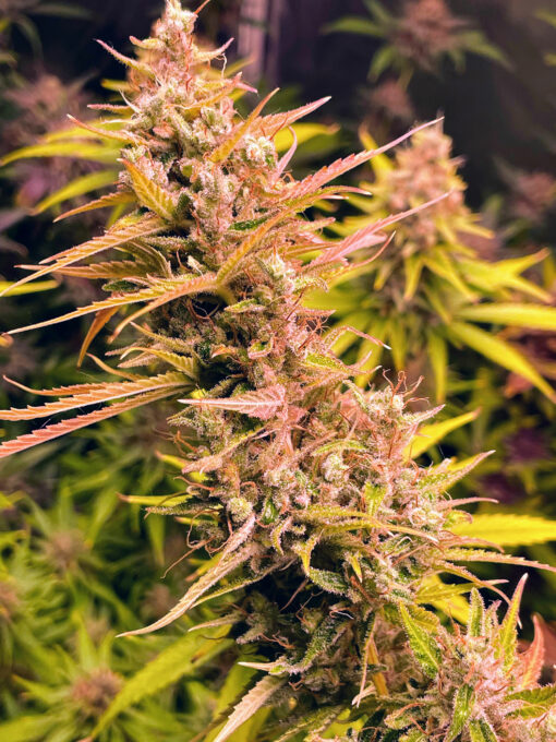 Purple Haze Royale - Image 7