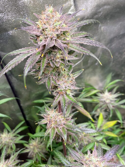 ☠️ Poison Haze ☠️ - Image 7