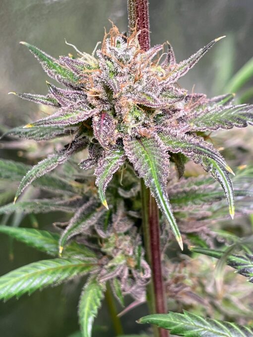 ☠️ Poison Haze ☠️ - Image 6