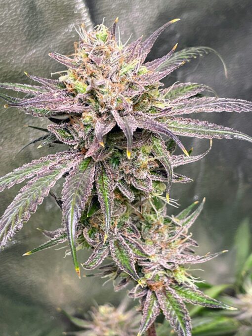 ☠️ Poison Haze ☠️ - Image 5