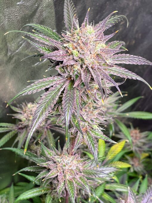 ☠️ Poison Haze ☠️