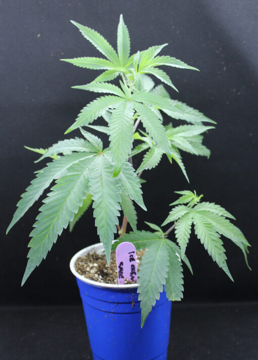 Ice Cream Cake rooted cannabis plant