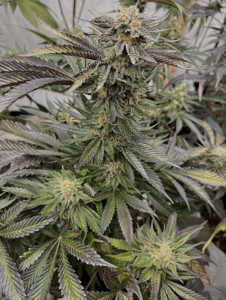 Peanut Butter Breath Thug Pug the original breeders cut Seed Canary