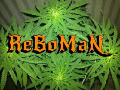 Rosetta Stone x 'Kashmir' BX1