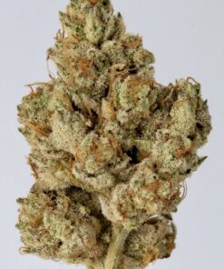 1911 = Seed Junky’s 91 Chem x Animal Cookies BX2 X CEMENTSHOES OGKB cut
