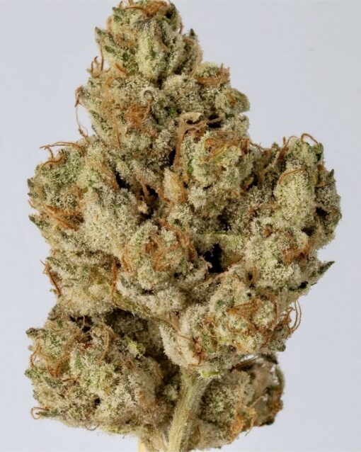 1911 = Seed Junky’s 91 Chem x Animal Cookies BX2 X CEMENTSHOES OGKB cut