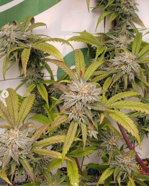 1911 = Seed Junky’s 91 Chem x Animal Cookies BX2 X CEMENTSHOES OGKB cut - Image 3