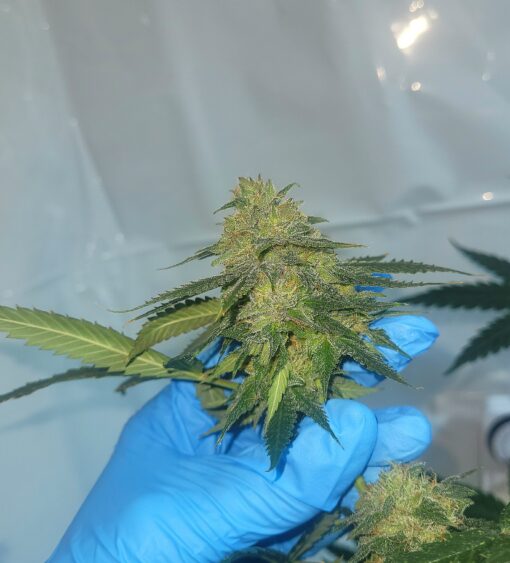 Rave Candy - 12x Regular Seeds - Image 6
