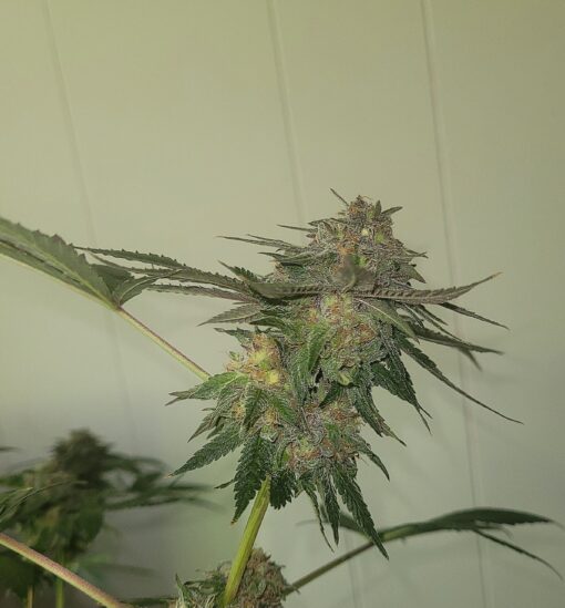 Rave Candy - 12x Regular Seeds - Image 5
