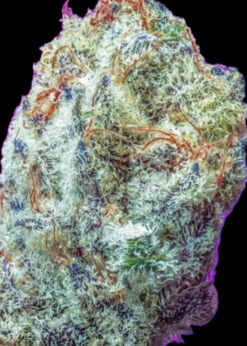 Bubba Licious (Fem Photo) 10-Seeds